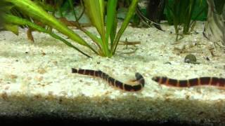 Kuhli Loach eating Ghost Shrimp [upl. by Demakis927]