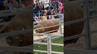 GUILFORD FAIR 2024  PIG 5 STEALS SHOW RACE WAS OVER GUINESS Book Delayed on TRACK  Comedy [upl. by Nylsoj]