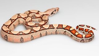 Squaretail Boa Constrictors [upl. by Lowney63]