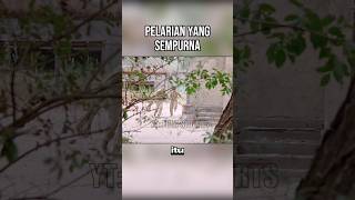 PELARIAN YG SEMPURNA [upl. by Surovy778]