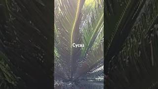 Cycas  new plants coming up  shorts YTStudio [upl. by Yerg734]