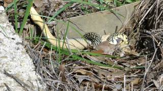 UPDATED speckled king snake vs yellowbellied water snake 3 [upl. by Donavon8]