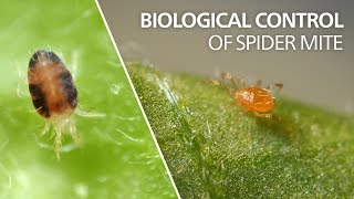 Biological control of spider mite  Phytoseiulus persimilis [upl. by Frederigo]