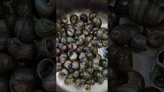 River Snail and Bamboo Shoot recipe shorts ytshorts youtubeshorts snail bambooshoot cooking [upl. by Blaseio663]