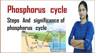 Phosphorus cycle  steps of phosphorus cycle  Importance of phosphorus cycle  Biogeochemical cycle [upl. by Eduam]