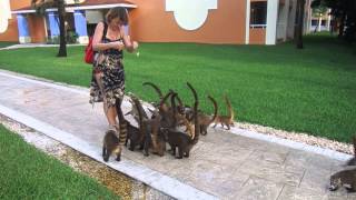 Feeding coatis in Mexico [upl. by Eng]