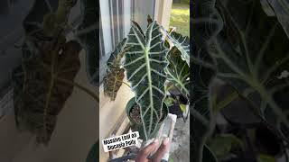 Massive Leaf on my Alocasia Polly Living Outdoors alocasia [upl. by Duahsar]