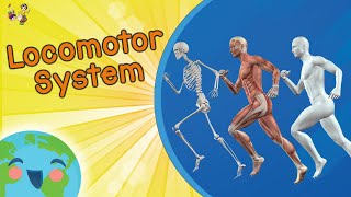 Locomotor System For Kids Educational Video for Kids [upl. by Mclaurin708]