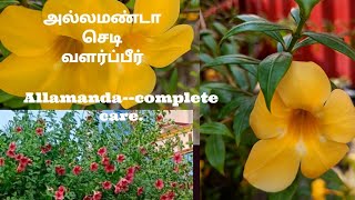 Allamanda plant complete carevarieties and propagation in tamil mygardenvoice [upl. by Dnarb]