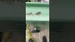 Neo Jump😬 bugs woodlouse insects ukwildlife gardenbugs nature matrix neo [upl. by Keryt512]