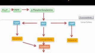 Purine metabolic pathway [upl. by Mij518]