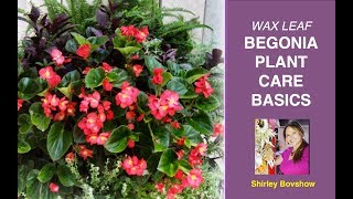 BEGONIA PLANT CARE BASICS WAX LEAF BEGONIAS  EdenMakers [upl. by Mcwilliams]