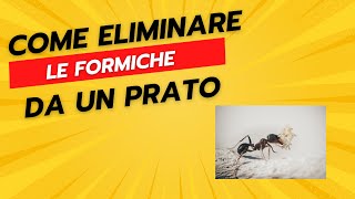 Come Eliminare le Formiche da un Prato [upl. by Nilla]