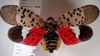 The Spotted Lantern Fly Found in Ohio [upl. by Ocram863]