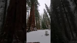 Hiking in Sequoia National Park sequoianationalpark [upl. by Ahselrak632]