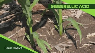 Farm Basics 1118 Gibberellic Acid Air Date 9819 [upl. by Liponis]