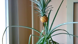 Jak pěstovat ananas How to grow a pineapple [upl. by Durrace]