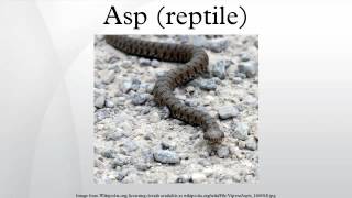 Asp reptile [upl. by Ecnaralc933]