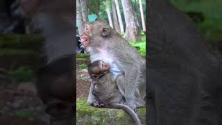 223 shorts shortvideo short monkey animal wildlife monkeylove viralvideo viralshort [upl. by Alathia]