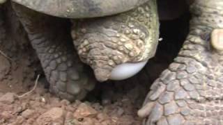 Die Paarung der Breitrandschildkröte  Mating amp hatching of the Testudo Marginata March 2010 [upl. by Lerej437]