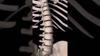 Spine anatomy lumbar  vertebral column [upl. by Yttik]