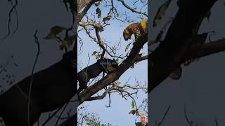 Black Leopard VS Leopard wildlife Amazing Sighting [upl. by Olim]