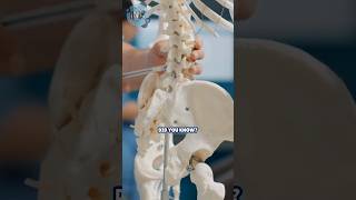 Understanding the Spinal Cord and Vertebrae The Backbone of Your Body [upl. by Josephina]