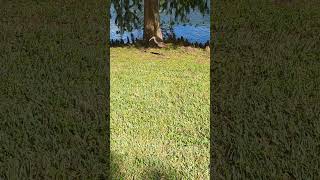 Limpkin Takes Long Strides on Lawn by Cypress Tree at Long Lake Park Oviedo Florida [upl. by Maura148]