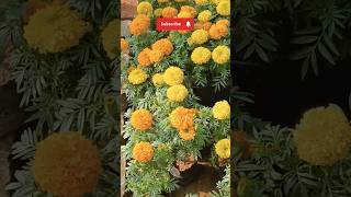 Miregold plant athome gardeningkabutri song shorts trending shortsviral ytshort [upl. by Trbor381]