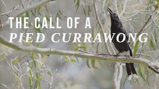 The call of a Pied Currawong in the mountains [upl. by Starbuck]