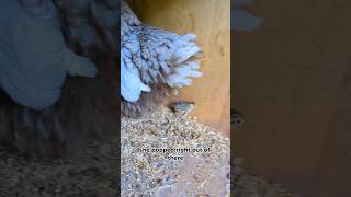 How Is The Baby Pheasant Doing pheasant [upl. by Izy780]