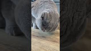 Zooey eating crunchy treats ❤️👌 cat cats catvideos asmr catasmr [upl. by Bald]