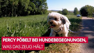 Kann Hundetrainerin Sophie Grethe dem Havaneser dieses Verhalten abgewöhnen 🤔  Der Hundeprofi [upl. by Lichtenfeld]