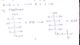 Enzyme Classification Hindi [upl. by Kilk564]