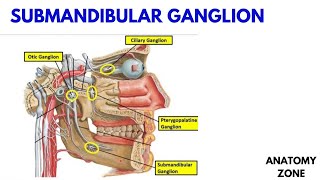 SUBMANDIBULAR GANGLION [upl. by Hctud]