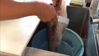 Heavy Duty Fish Scaler Descaling Fish with Chef Honma of Sakagura [upl. by Atteynod]