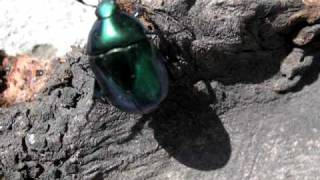 Scarabaeidae Cetoniinae [upl. by Beedon]