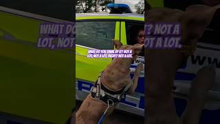 Banned Muzzled XLBully Meets Police In Graveyard dog xlbully puppy pitbull doglover pets [upl. by Tedd16]