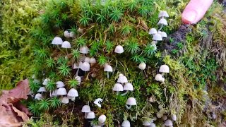 Coprinellus disseminatus Fairy Inkcap [upl. by Hanauq214]