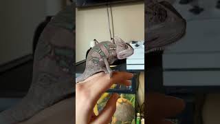 Chameleon Tries to Eat Phone 🦎📱 shorts [upl. by Ztnahc952]