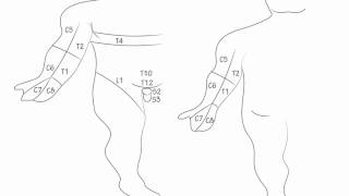 Dermatomes Draw it to Know it Neuroanatomy [upl. by Jillie]