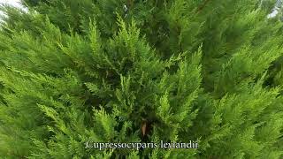 Cupressocyparis leylandii [upl. by Ydor]