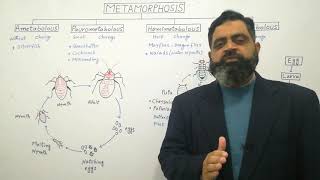 Metamorphosis Urdu Hindi medium profmasoodfuzail Types of Metamorphosis [upl. by Dodd]