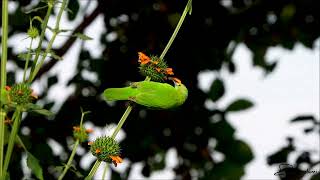 Golden fronted Leafbird  Ravi Golani [upl. by Septima848]