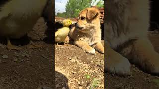 See the mischievous duckling stroking the dogs nose funny [upl. by Hutt]