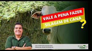 Vale a pena fazer silagem de cana [upl. by Ade486]