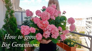 How to Grow Big Geraniums  Complete Careguide [upl. by Oilejor]