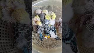 Breeding progress 🐣 wowbirds budgies parrotlover budgiessetup smallparrot petcare lovebirds [upl. by Anrim]