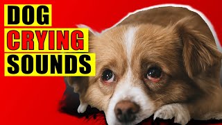 Dog Crying Sounds 15 Dog Breeds Crying Sound Effect Loud Whining Puppy Cry Sounds [upl. by Ynneb]