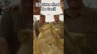 El triste final de Cecil cecil leon africa [upl. by Prudy767]